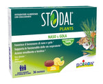 STODAL PLANTS LIMONE 36PAST