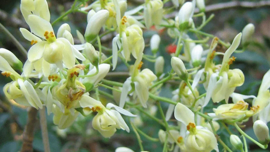 Moringa oleifera, potente rimedio naturale per la salute