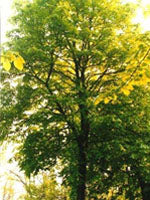TSA TILIA EUROPEA 50ML  