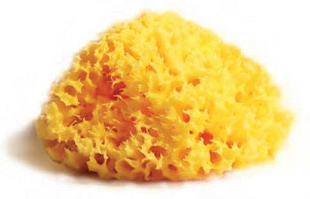 SPUGNA NAT MEDITE LAB ATENEI14