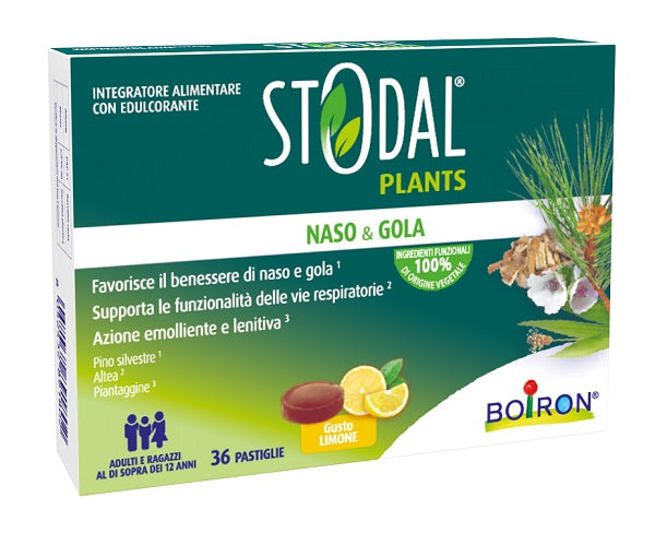 STODAL PLANTS LIMONE 36PAST  