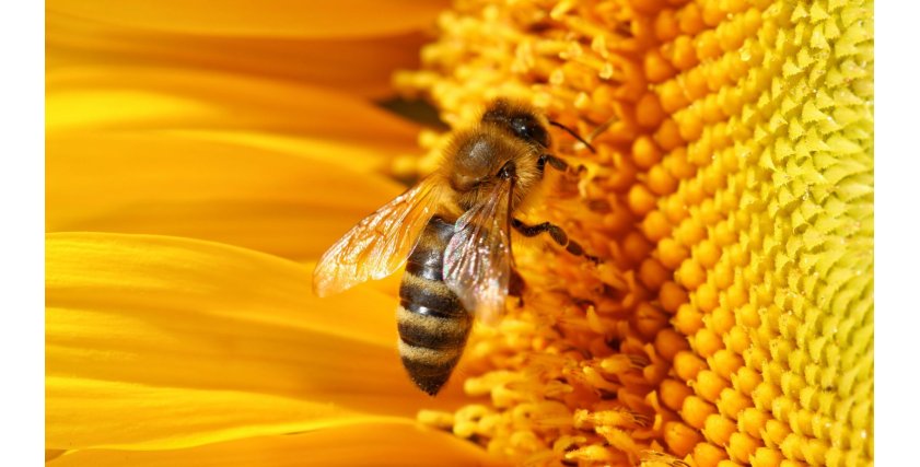 L'importanza delle api in cosmetica e in farmacia