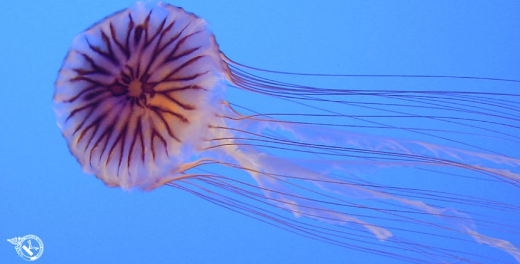 S.O.S medusa