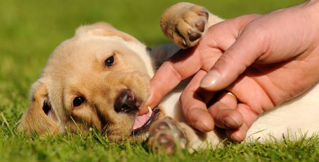 Denti del cane: alcune regole per mantenerli sani e puliti