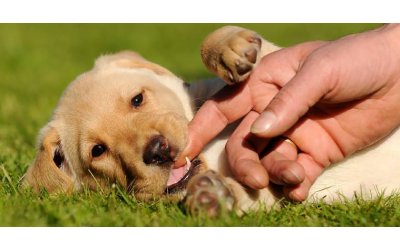 Denti del cane: alcune regole per mantenerli sani e puliti