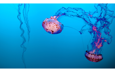 Punture di medusa cosa fare e cosa non fare
