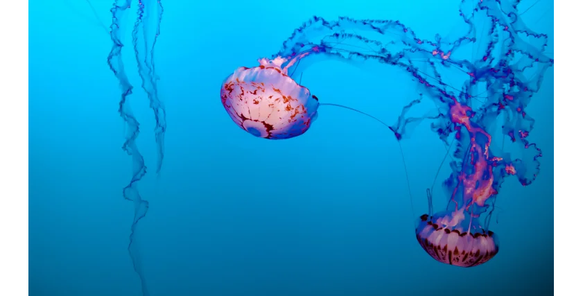 Puntura di Medusa: Cosa Fare Subito, Rimedi Efficaci e Errori da Evitare