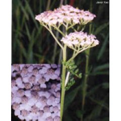 tsa achillea millefoglie 50ml