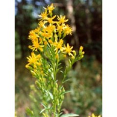 tsa solidago virgaurea 50ml