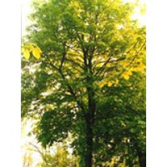 tsa tilia europea 50ml