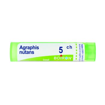 agraphis nutans*5ch 80gr 4g