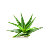 eritema rimedio aloe