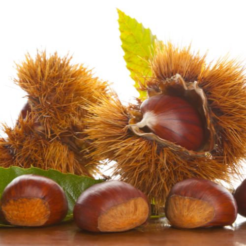 Immagine delle castagne