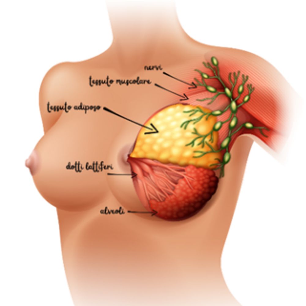 Immagine dell'anatomia del seno