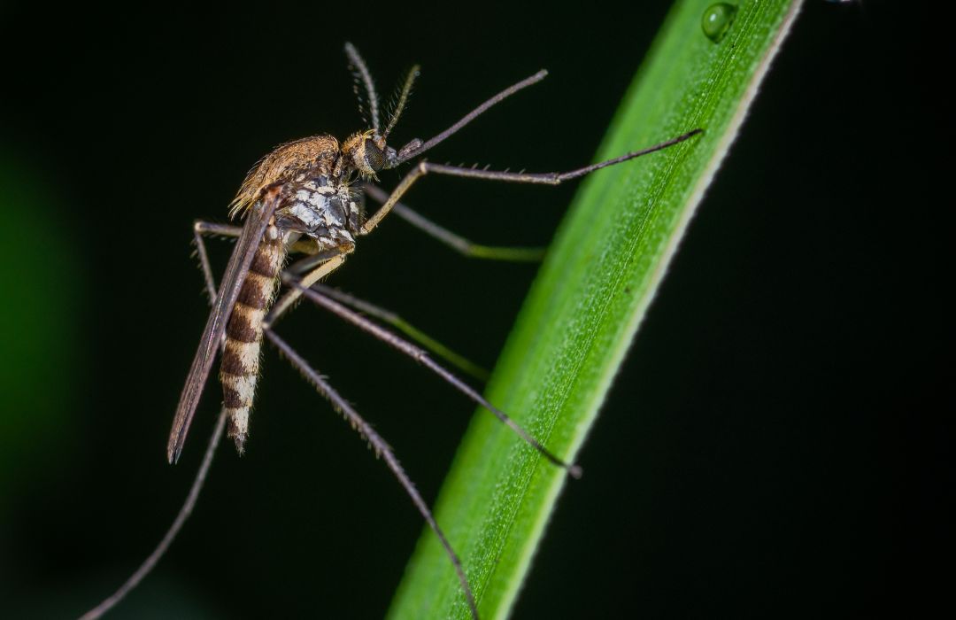 Zanzara Comune (Culex pipiens)