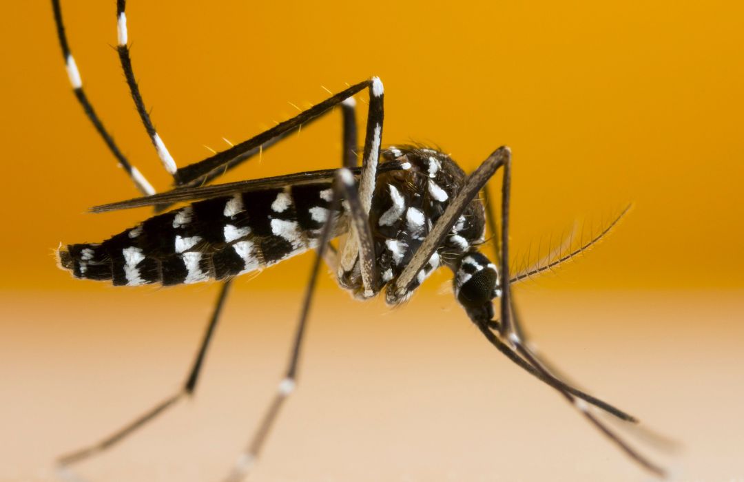 Zanzara Tigre (Aedes albopictus)